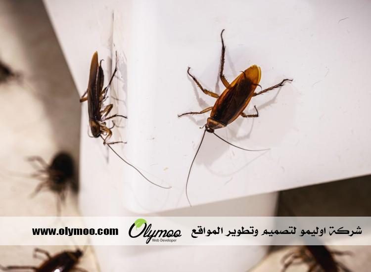 شركة مكافحة الصراصير في دبي